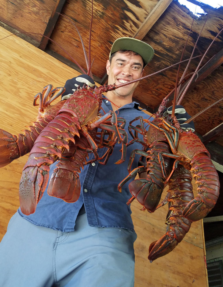 Bug Diving Tips (California Spiny Lobster, part 2)