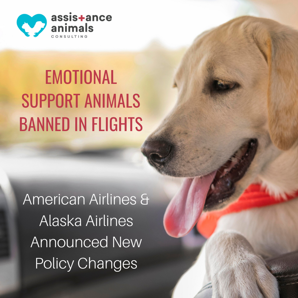 alaska air dog cargo