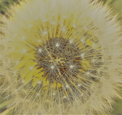 seed head2.jpg