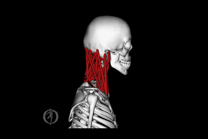 My Video.gif
