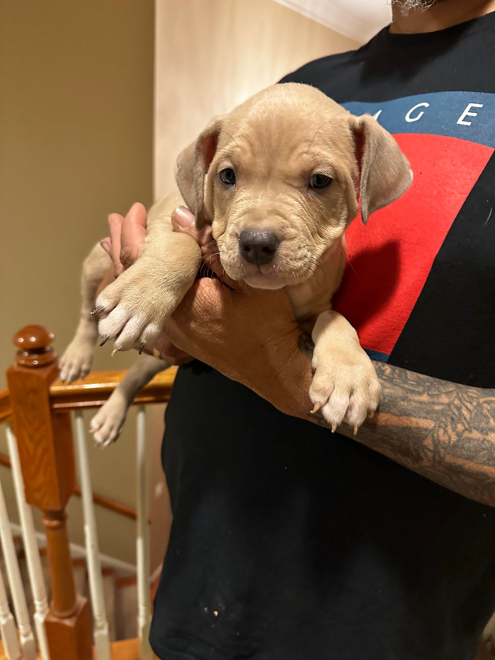 Thumbnail: Male Fawn American Bully (Green Collar) -- Found a HOME!!