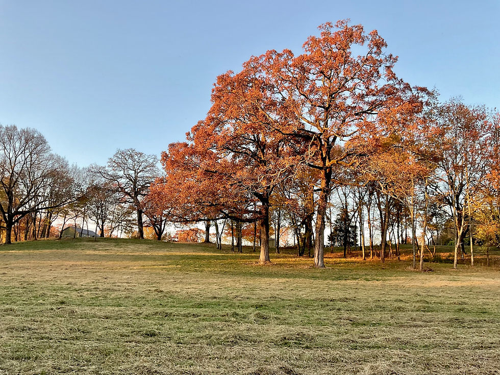 TRACTORS, TRAILERS, ATV'S INVENTORY FOR TRIPLE P RANCH BARGAIN BARN