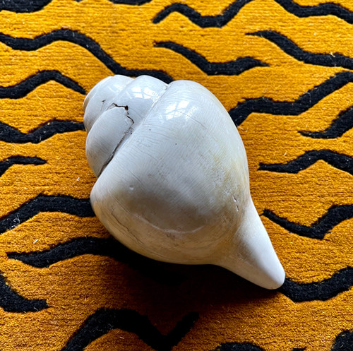 Conch Shell - Nepalese Jhankri Shankha | Silence In Sound