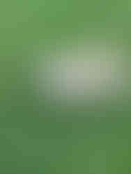 A light-colored, fluffy dog stands on a grassy field, looking directly at the camera.