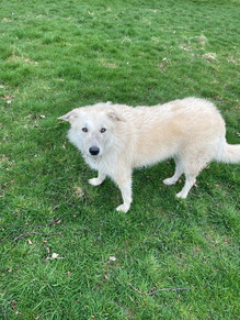 A light-colored, fluffy dog stands on a grassy field, looking directly at the camera.