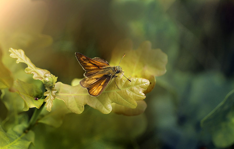 butterfly-5383001_1920.jpg