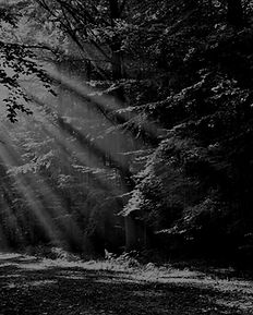 Bosque atravesado por rayos de luz – estrategia en hospitalidad, posicionamiento claro y diferenciador – Patrimonio Hospitality