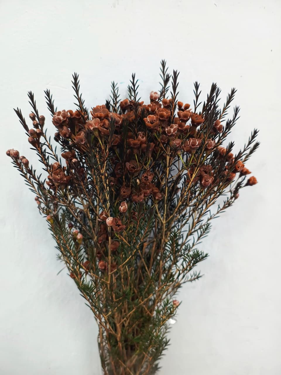 Thumbnail: Tinted Wax Flowers