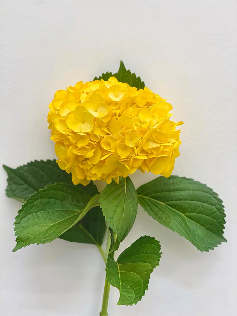 Thumbnail: Hydrangeas