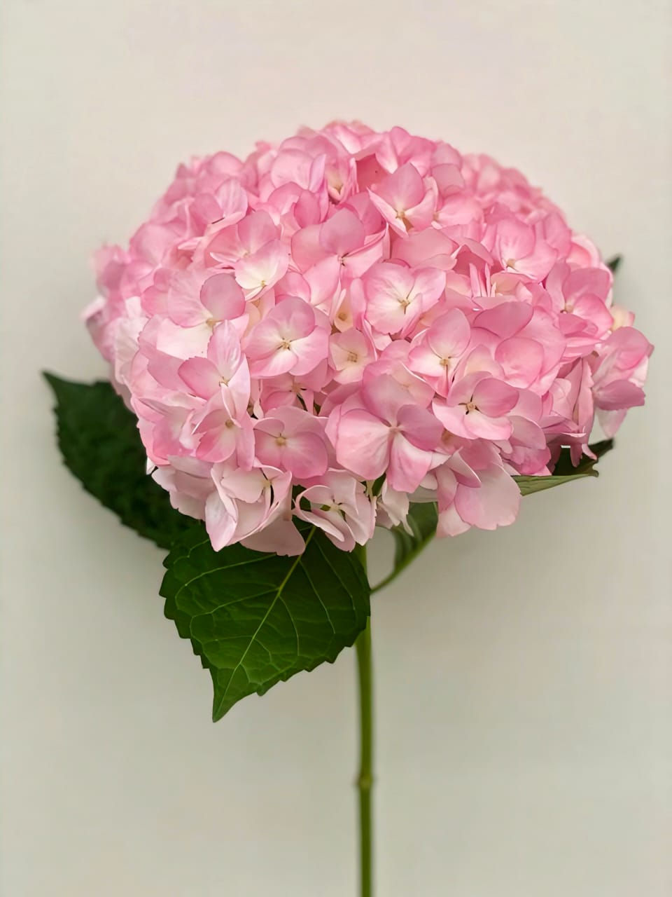 Thumbnail: Hydrangeas