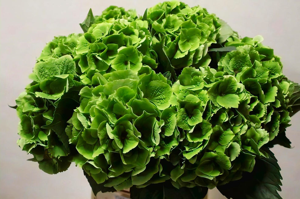 Thumbnail: Dutch Hydrangeas