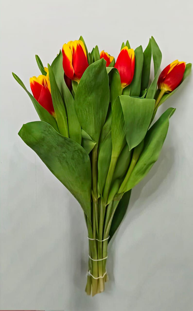 Thumbnail: Tulips