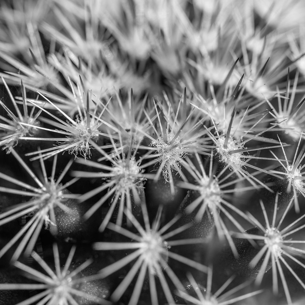 _MG_3363.jpg