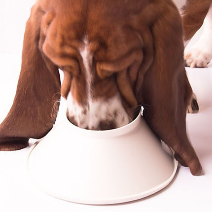 Basset Hound drinking from a Poochie Bowl.