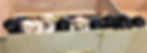 ALL%209%20PUPPIES_edited.jpg