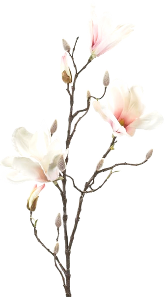 magnolia-img-MAGNOLIA著作