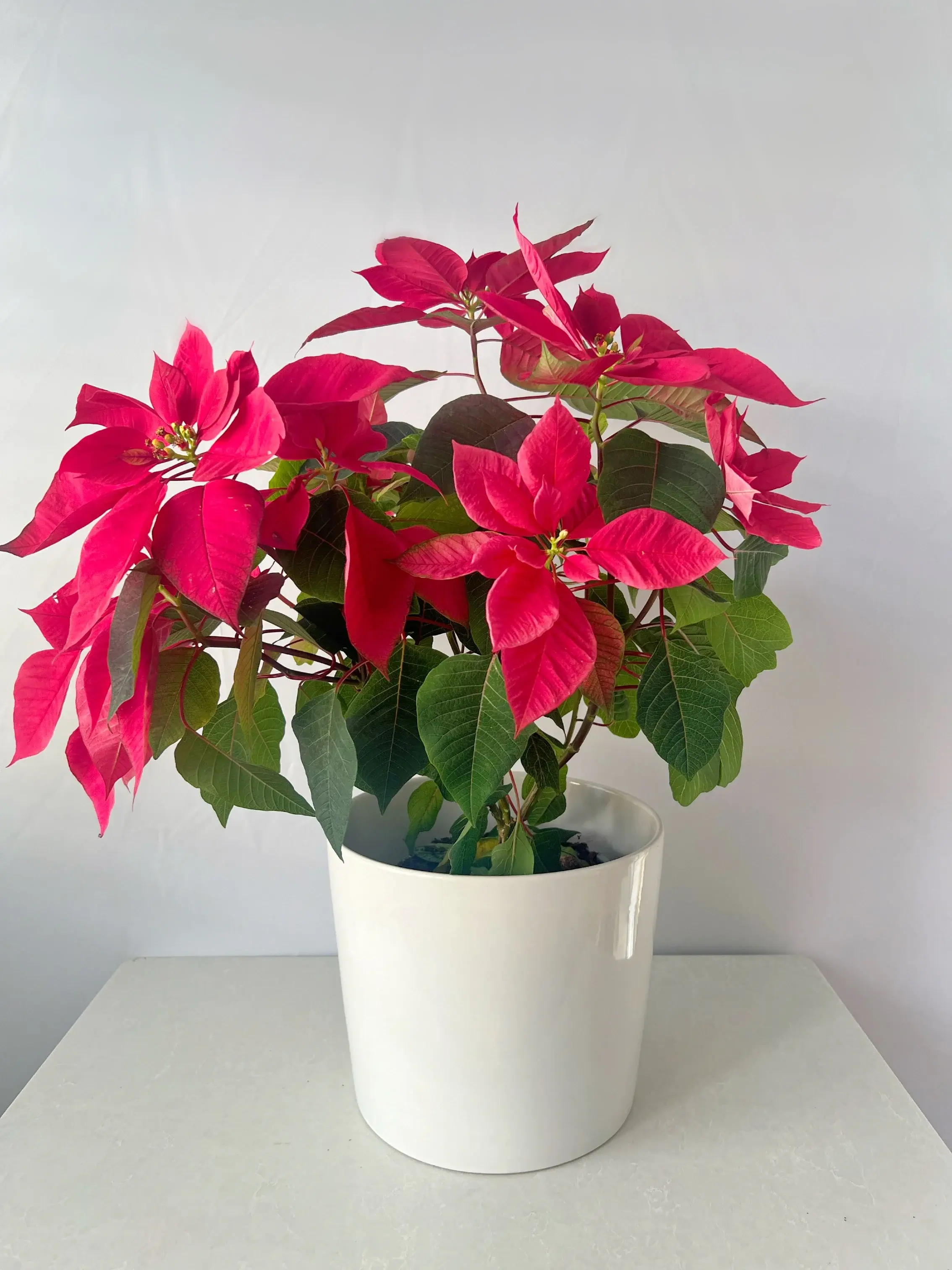 Extra Large Poinsettia