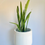 Thumbnail: Mother in Law Tounge (Sansevieria Plant)