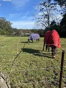 horses at lisarow.webp