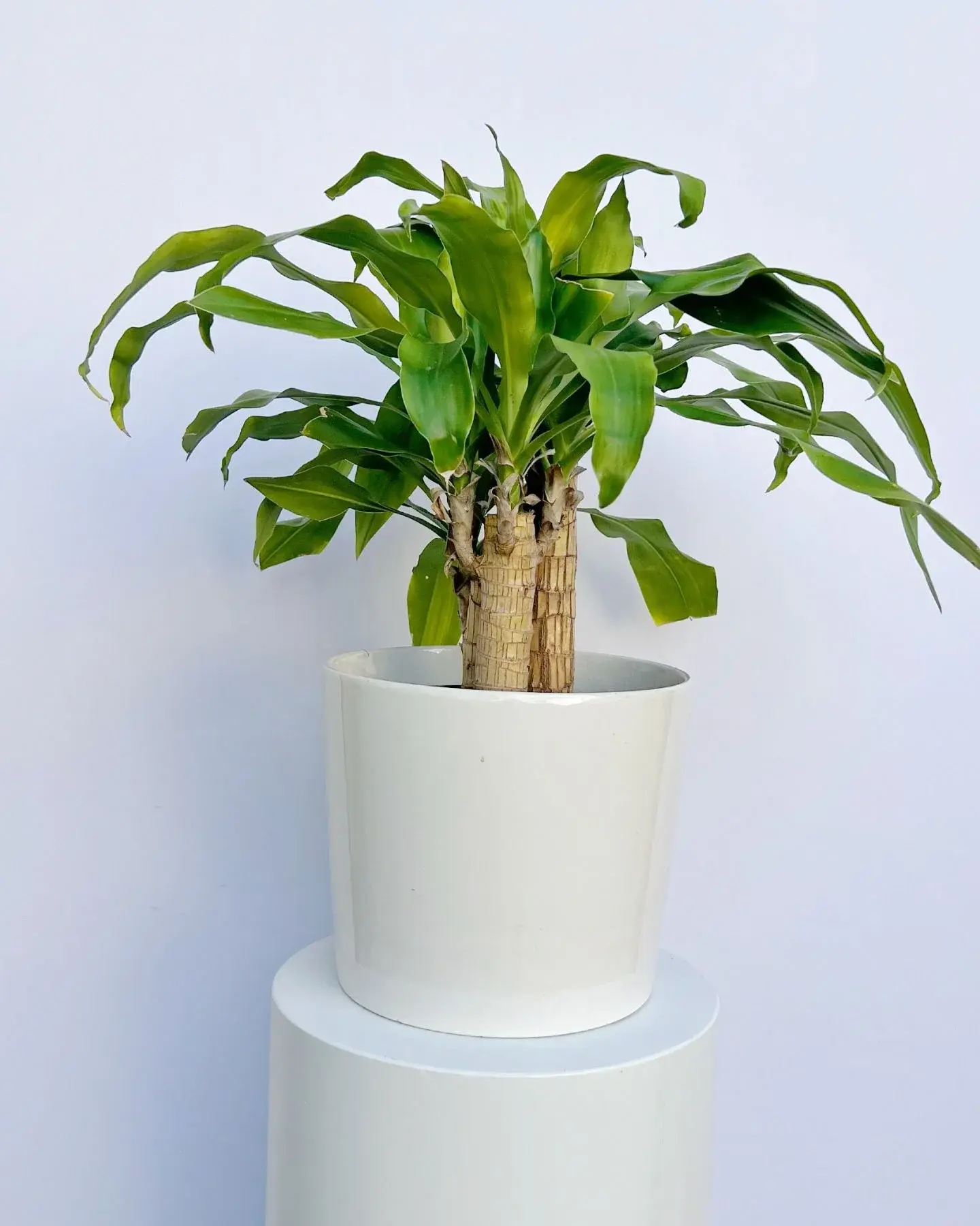 The Happy plant - Dracaena Plant