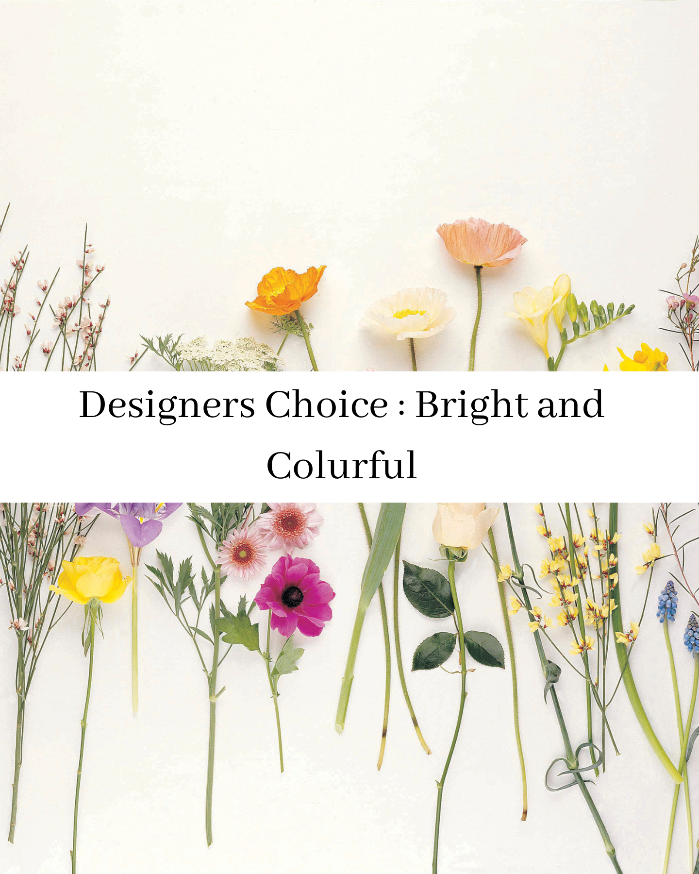 Designer's Choice: Bright and Colourful