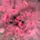 Thumbnail: Bulk Buy Single Roses