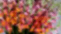 Snap Dragon