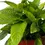 Thumbnail: Peace Lily in Pot