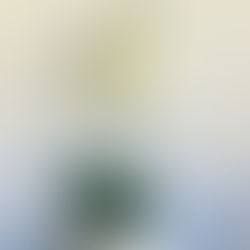 Gifting Orchids? Try White Phalaenopsis Orchids