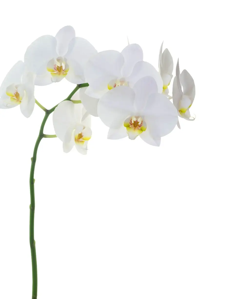 Thumbnail: White Phalaenopsis Orchid