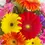 Thumbnail: Gerberas! 