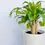 Thumbnail: The Happy plant - Dracaena Plant
