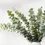 Thumbnail: Eucalyptus Bouquet