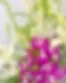 close up photo of ophelia snow featuring singapore orchids and lillies.webp