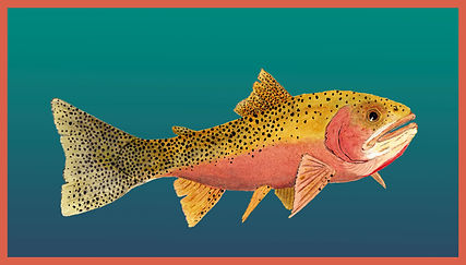 Swimming westslope Print 1.jpg