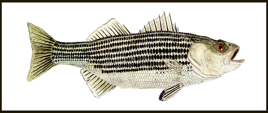 Striper Bass- 12 8 2021 border website 1.tif