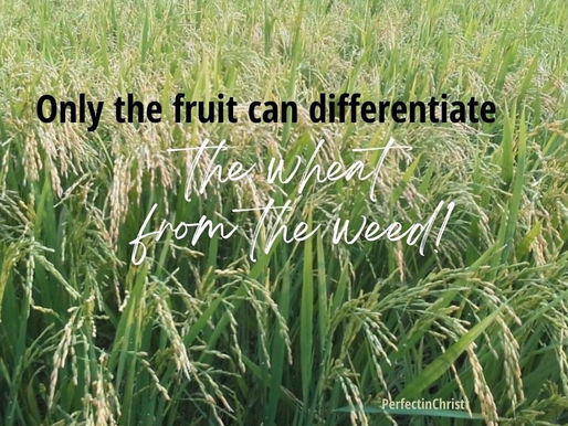 “THE WEED & THE WHEAT”