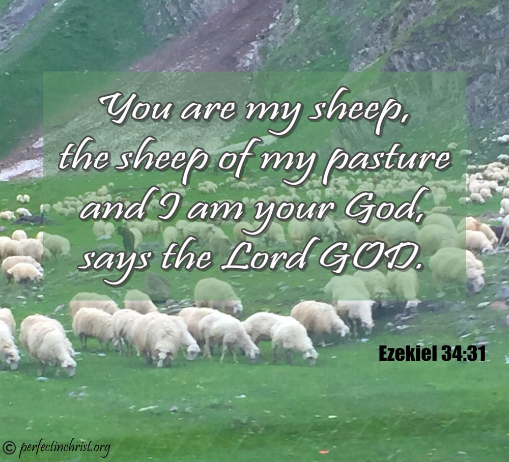 The Shepherd King”