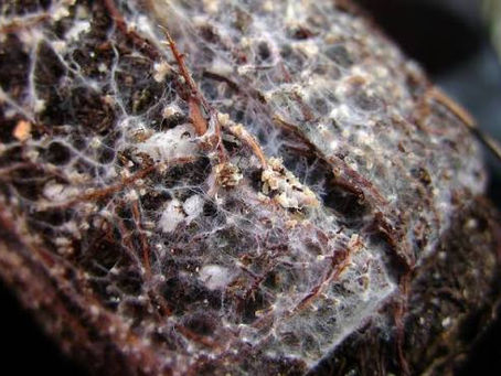 The Hidden Life of Healthy Soil