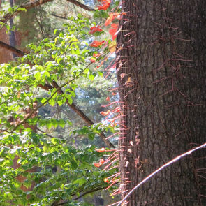 Trees