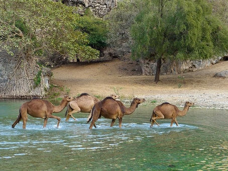 Dhofar: een van de meest verrassende regio’s van Oman