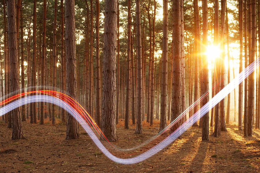 light-swoosh-in-woods-tim-robberts.jpg