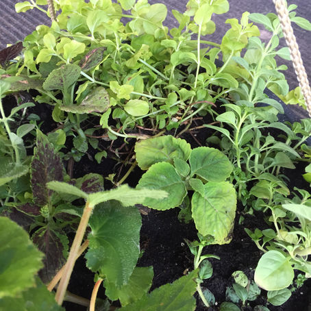 Horticulture Therapy