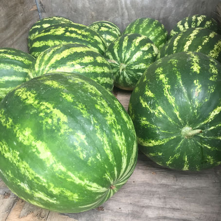 Watermelon for Sale!