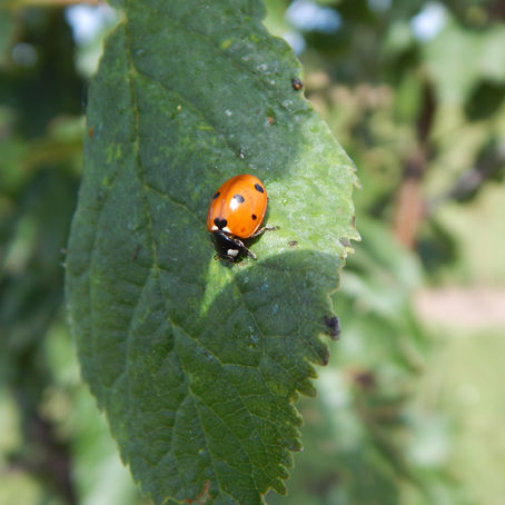 Lovely Ladybugs