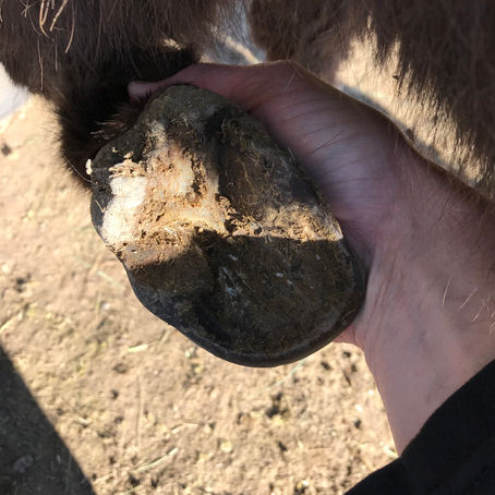 What's In A Hoof?