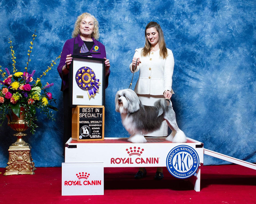 MBISS GCH Sylvan Myst Toast Of The Town