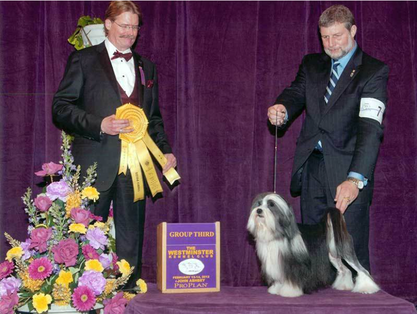 GCH Windsor Bihar Chasing Rainbows