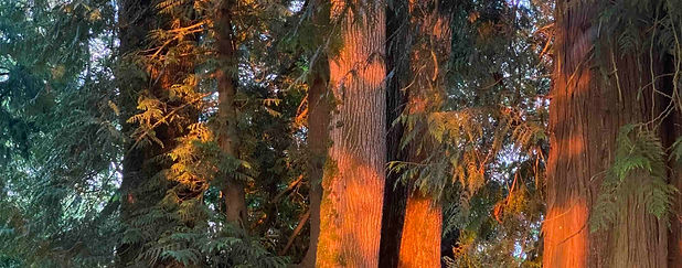 Percy The Pug Vs Soap