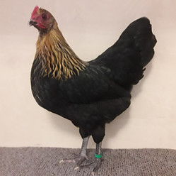 20191027_092505_edited.jpg